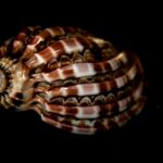 black shell tee streetwear