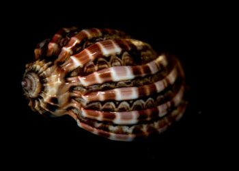 black shell tee streetwear