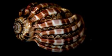 black shell tee streetwear