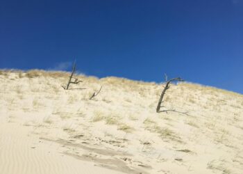 Dune Tall Signature Tee model