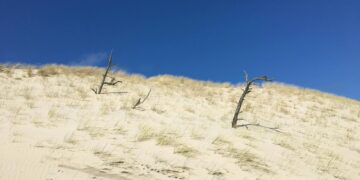 Dune Tall Signature Tee model