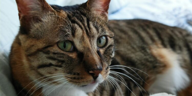 hello kitty perfume bottle