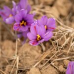 natural purple gemstones