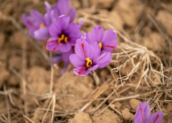 natural purple gemstones