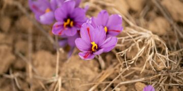 natural purple gemstones
