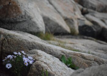 purple stones