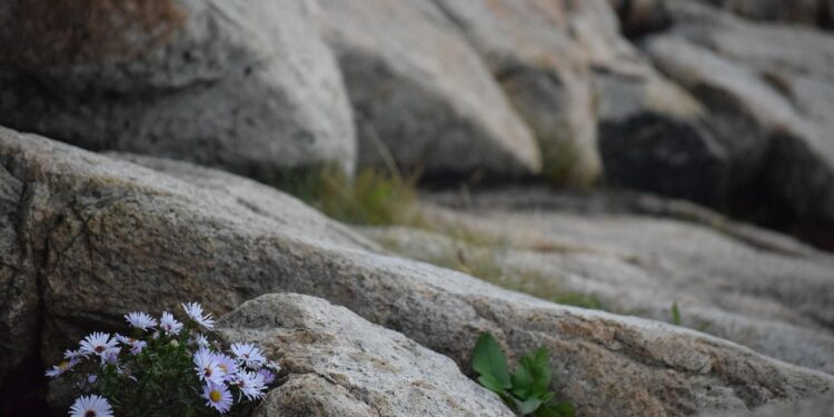 purple stones