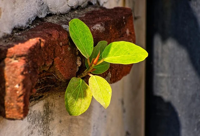 A small plant growing out of a crack in a brick wall