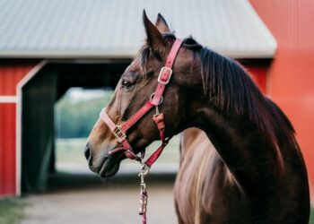 is barn coat worth it
