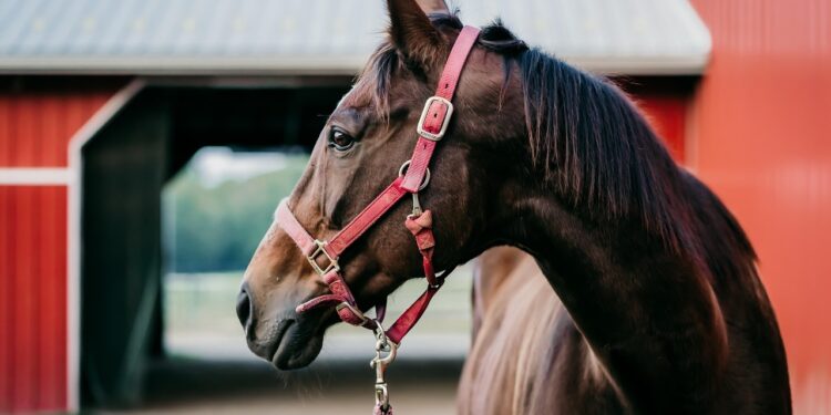 is barn coat worth it