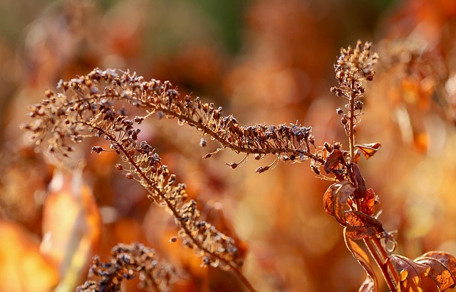 Close-up of a dry, flaky scalp showing white flakes and slight redness.