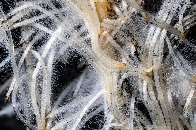Close-up of hair roots being teased for volume with a comb