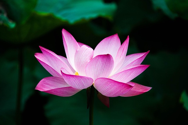 Close-up of a pink lotus flower opening, symbolizing rebirth and purity