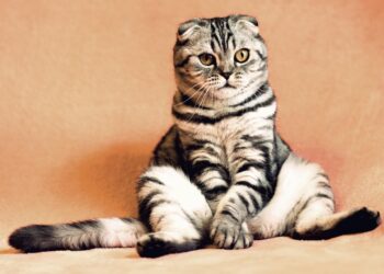 kitten heels style