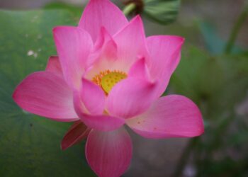 lotus flower tattoo designs