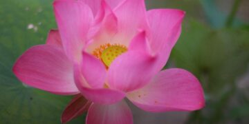 lotus flower tattoo designs