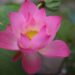 lotus flower tattoo designs