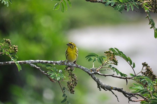 Model showcasing a petite cropped trench coat with high-waisted trousers
