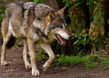 modern wolf cut hairstyle