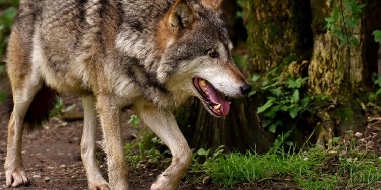 modern wolf cut hairstyle