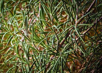 rosemary oil vs minoxidil