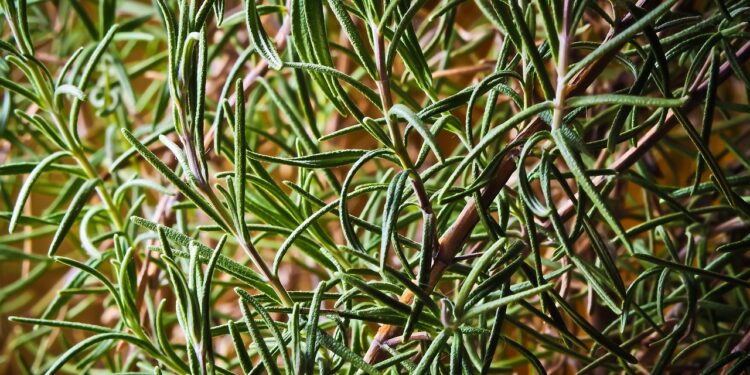 rosemary oil vs minoxidil