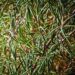 rosemary oil vs minoxidil