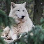how to style a wolf cut