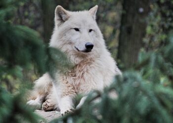 how to style a wolf cut