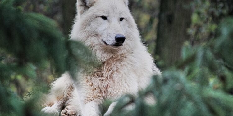 how to style a wolf cut