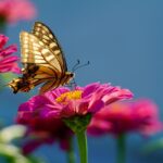 various butterfly earrings styles