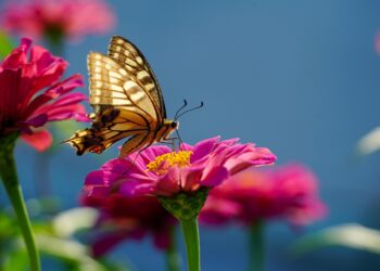 various butterfly earrings styles