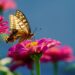 various butterfly earrings styles