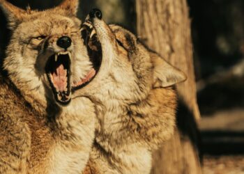 woman styling wolf cut