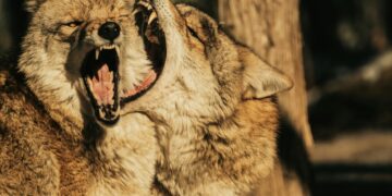 woman styling wolf cut