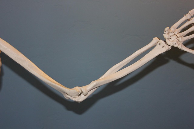 Anatomical illustration showing the plantar fascia ligament in a human foot (best running shoes for plantar fasciitis)