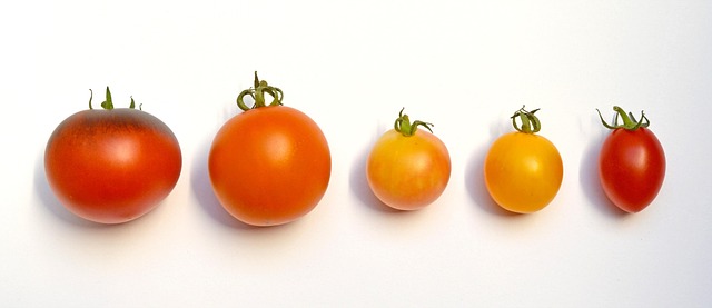 Beefsteak tomato plants supported by stakes in a garden