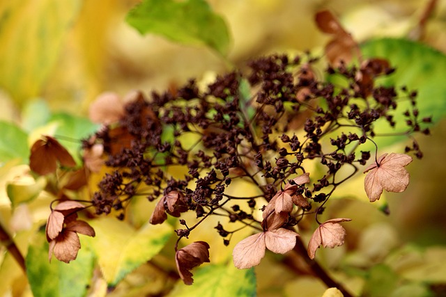 Climbing hydrangea trained on a sturdy wooden trellis
