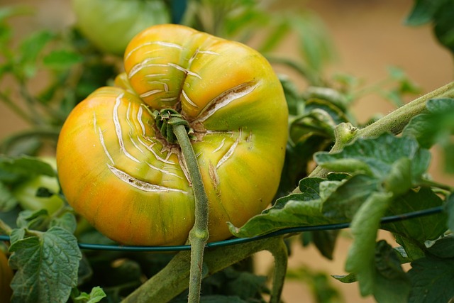 A close-up of a beefsteak tomato plant showing signs of early blight on the leaves.