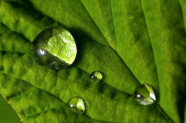 Close-up of cilantro leaves showing serrated edges compared to smooth cilantro leaves (culantro)