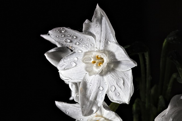 Close-up of delicate white paper white flowers with green foliage (paperwhites)