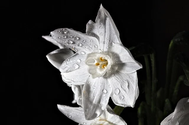 Close-up of delicate white paper white flowers with green foliage (paperwhites)