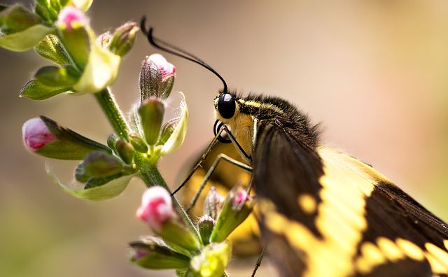 Close-up of natural beauty products with European botanicals