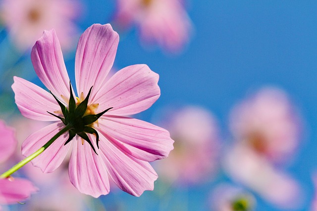 Close-up of a pink cosmos flower with delicate petals and a yellow center, surrounded by its fern-like foliage.