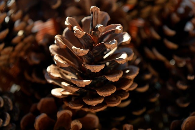 Close-up of pita ya fruit seeds and speckled flesh