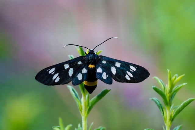 Close-up of a polka dot accessory like a scarf or handbag.