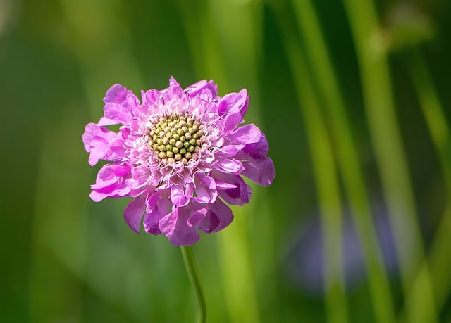 Close-up of scabiosa seedlings in small pots with well-draining soil