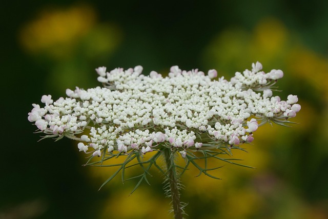 Close-up of white lace cap flowers on a climbing hydrangea vine