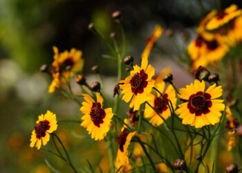 cosmos flower garden