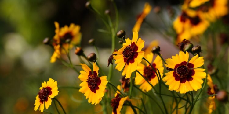 cosmos flower garden